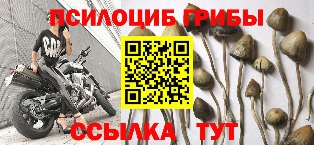 Псилоцибиновые грибы мицелий Котлас