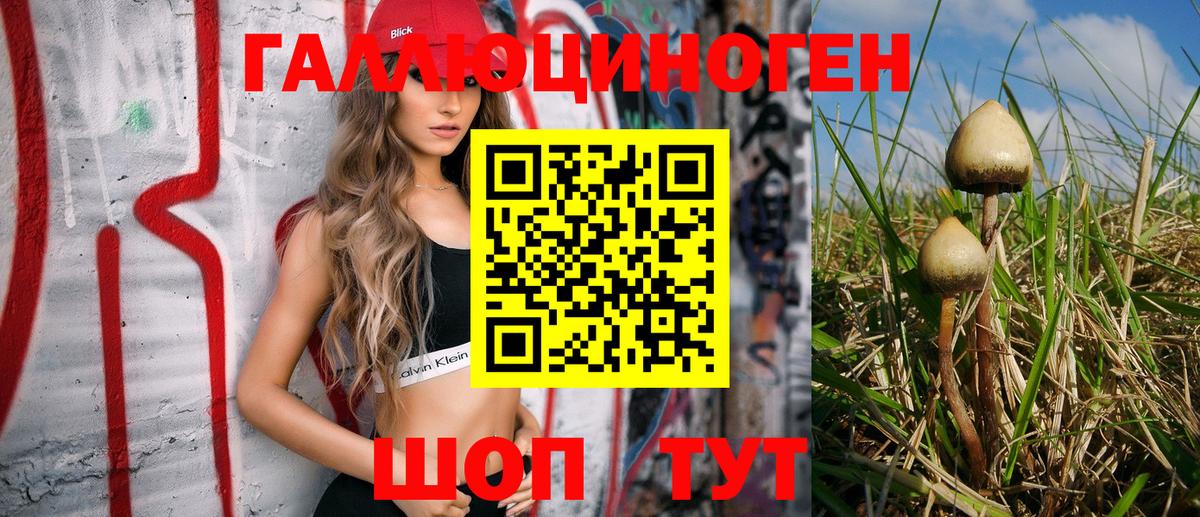 Котлас  Псилоцибиновые грибы Psilocybine cubensis  Вход с VPN 